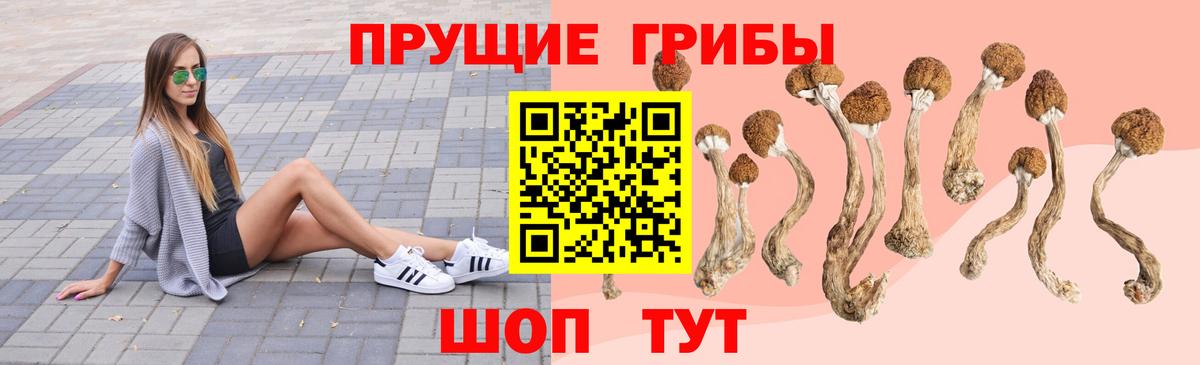 Псилоцибиновые грибы Psilocybe Тихвин